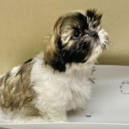 Shih Tzu Puppies from Willow Lane Shih Tzus