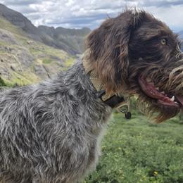 German Wirehaired Pointers from Show Me Kennels