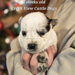 Boy 6 - Blue male Australian Cattle Dog puppy in Monroe, North Carolina from Creek View Cattle Dogs