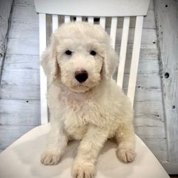 Baker - White male Sheepadoodle puppy in Watford City, North Dakota from Smith Acres Doodles