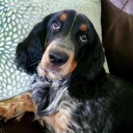 English Springer Spaniels from BlackRiver English Springer Spaniels