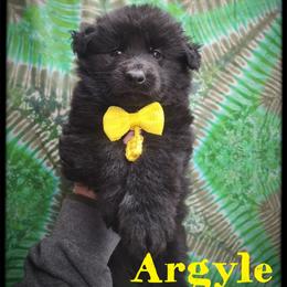 Argyle - Black male German Shepherd puppy in Fort Jennings, Ohio from Von Holtzapple German shepherds