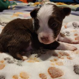 Boy 3 - Red & white male Toy Australian Shepherd puppy in Ocala, Florida from Crazy Aussie Chaos