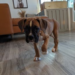 Diamond - Fawn Boxer puppy in Wellington, Ohio from Brinkhaven Boxers