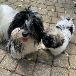 Havanese Puppies from Jacqueline Carney