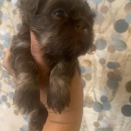 Shih Tzu Puppies from Gems Shih Tzu