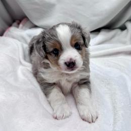 Oscar - Blue merle male Toy Australian Shepherd puppy in Bly, Oregon from Apacheblus Toy Aussies