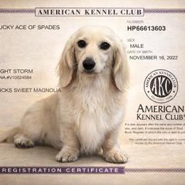 Ace - Dachshund