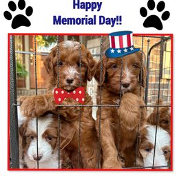 Goldendoodle Puppies from Halo Doodles