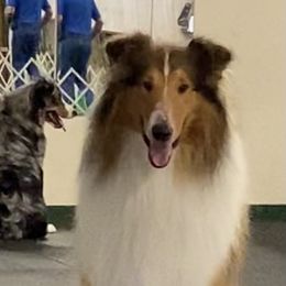 Legend - Collie