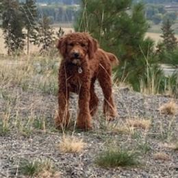 Ruby - Poodle