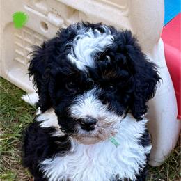Green boy - Tri-color male Bernedoodle puppy in Lake, Michigan from 3 King Doodles & Poodles