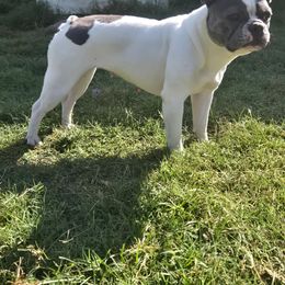 French Bulldog puppies from Diamond Dreams French Bulldogs