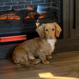 Ozzy - Dachshund