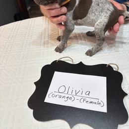 Olivia - Liver roan female German Shorthaired Pointer puppy in Morgantown, Indiana from Kevin Funkhouser Kennel