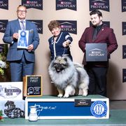 Keeshond Puppies from Windrift Keeshond