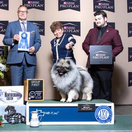Keeshond Puppies from Windrift Keeshond