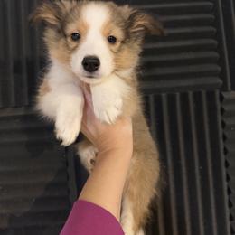 Boy 3 - Sable and white male Shetland Sheepdog puppy in Canton, Texas from 2kg Shelties