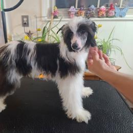 Puppy 1 (reduced) - White and black male Chinese Crested puppy in New Castle, Pennsylvania from Long Haul Cresteds & Long Rotts