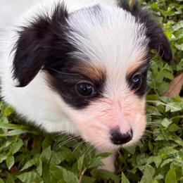 Champ - White black and tan male Papillon puppy in Frostproof, Florida from Sequence Papillon
