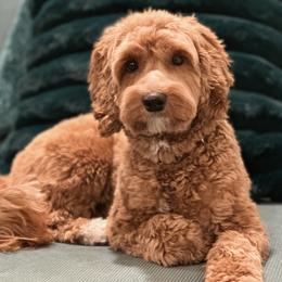 Australian Labradoodle puppies from High Desert Labradoodles