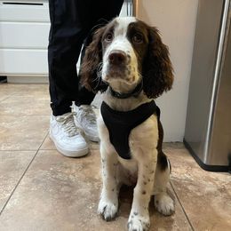 English Springer Spaniel Puppies from Rocky Top Springer Spaniels