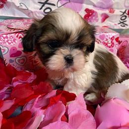 Christian - Gold and white male Shih Tzu puppy in Pleasant Shade, Tennessee from Kuntry Tyme Shih Tzus