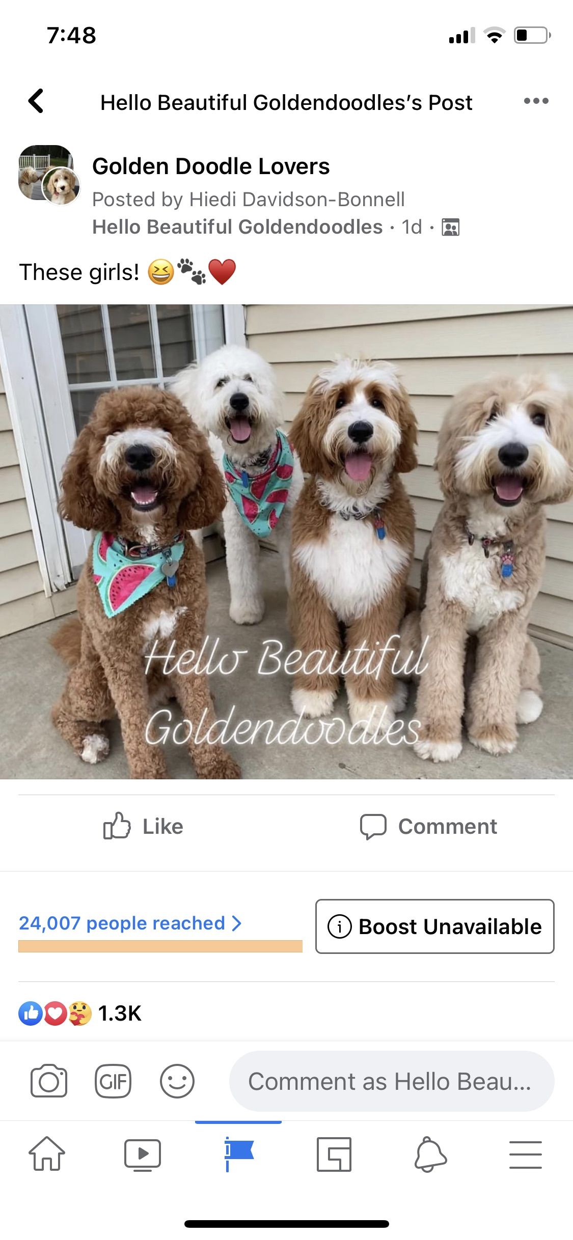 Goldendoodles from Hello Beautiful Goldendoodles