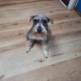 Kira - Miniature Schnauzer