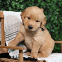 Oliver - Golden male Golden Retriever puppy in Payette, Idaho from Stonewick Retrievers