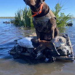 Bailey - Labrador Retriever