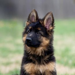 German Shepherd Puppies from Salty Raccoon Ranch German Shepherds