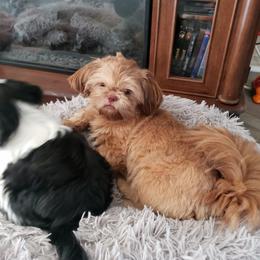 Shih Tzu Puppies from Shih Tzu Kennels