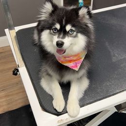 Taylee - Pomsky