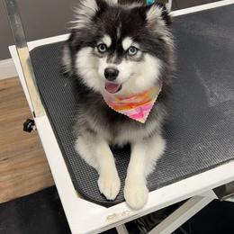 Taylee - Pomsky