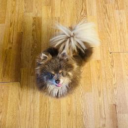 Clove - Lavender female Pomeranian puppy in Buck Valley, Pennsylvania from Buck Valley Pomeranians