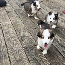 Bernese Mountain Dog and Shetland Sheepdog Puppies from Heslip Family Puppies