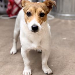 Roxie - Russell Terrier