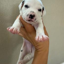 Freckles - White and black male Dalmatian puppy in Mesa, Arizona from Lauren's Dalmatians