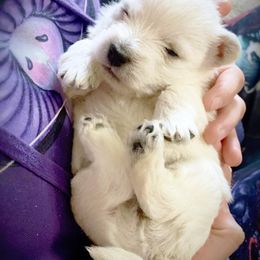 Mi-Ki and West Highland White Terrier Puppies from Cricket Hill’s Westies and Shekinah’s Mi-Kis