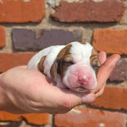 Marcie - Mahogany and white female Basset Hound puppy in Bellaire, Ohio from Blessed Bassets