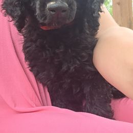 Poodle Puppies from shelby ealey