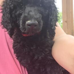 Poodle Puppies from shelby ealey