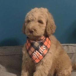 Goldendoodle, Schnoodle, and Sheepadoodle Puppies from Dood Ranch