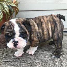 Tulah Red - Red brindle and white female Bulldog puppy in Laurel, Montana from Bull Mountain Bulldogs