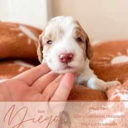 Diego - Parti male Goldendoodle puppy in California City, California from Summer Sun Doodles