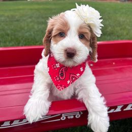 Winifried (Winnie) - Peach - Cream female Australian Labradoodle puppy in Citrus Heights, California from Elite Blend Labradoodles