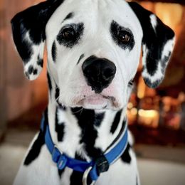 Dalmatian All Grown Up from HatTrick Dalmatians