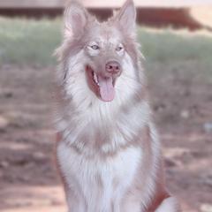 Tomi - Native American Indian Dog