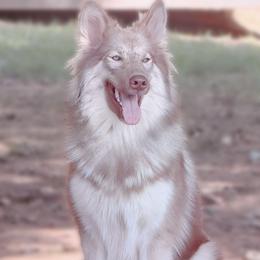 Tomi - Native American Indian Dog